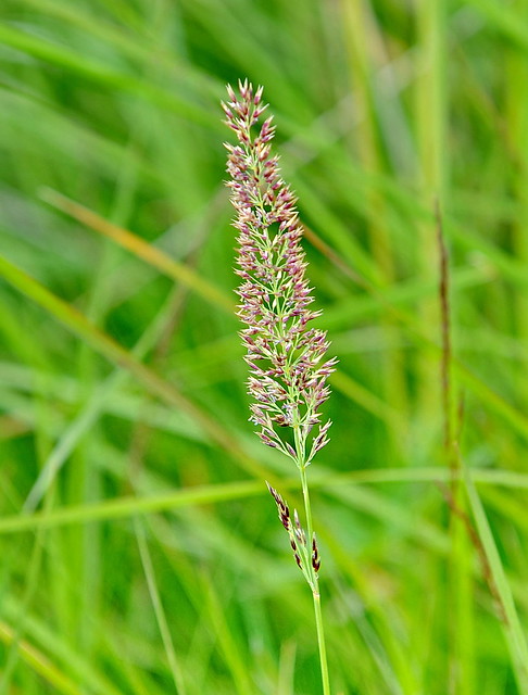 Calamagrostis neglecta HÁLMGRESI Narrow Small-reed