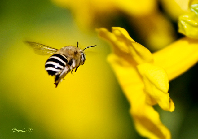 The Approach (bee in flight)