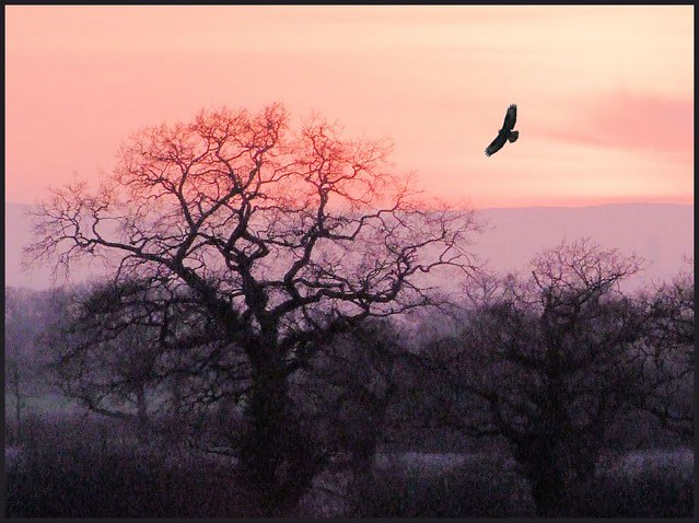 Sunset with buzzard
