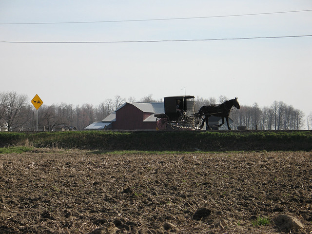 Amish buggy near Wooster