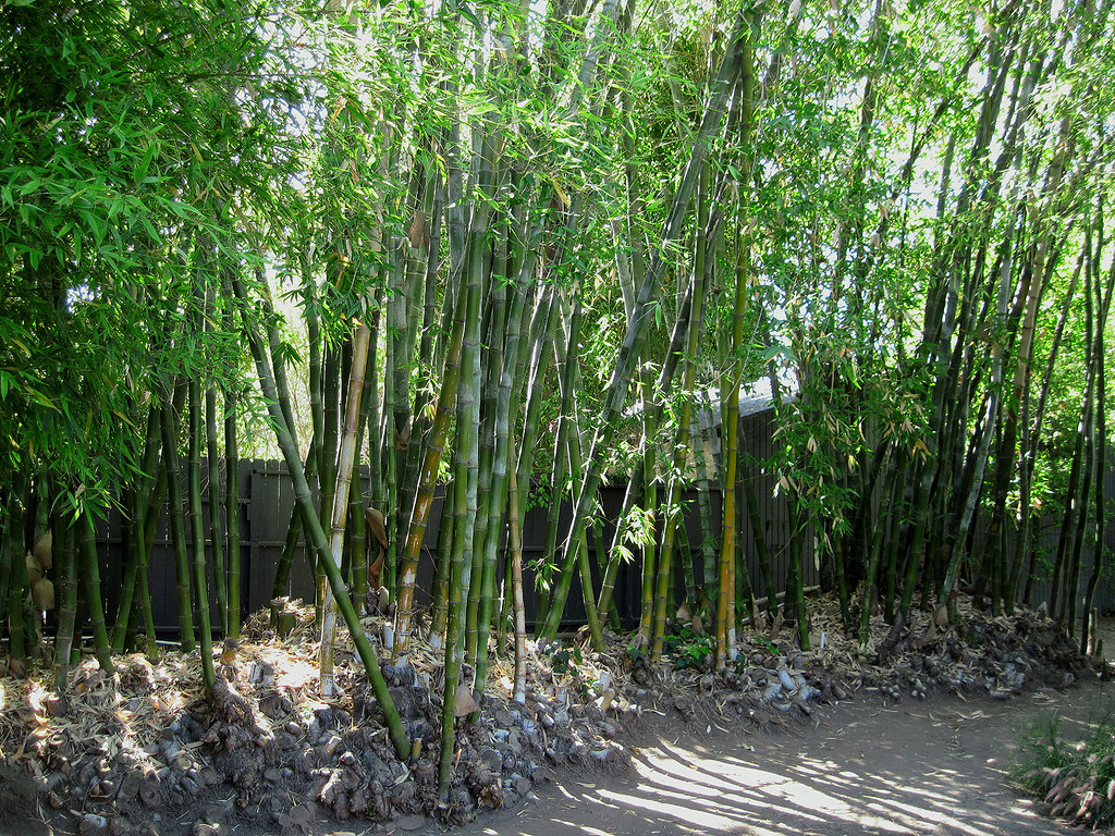 Wide Shot of Bamboo Trees in Backyard Garden at Schindler House - 05/30/10