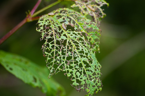 Elder leaf