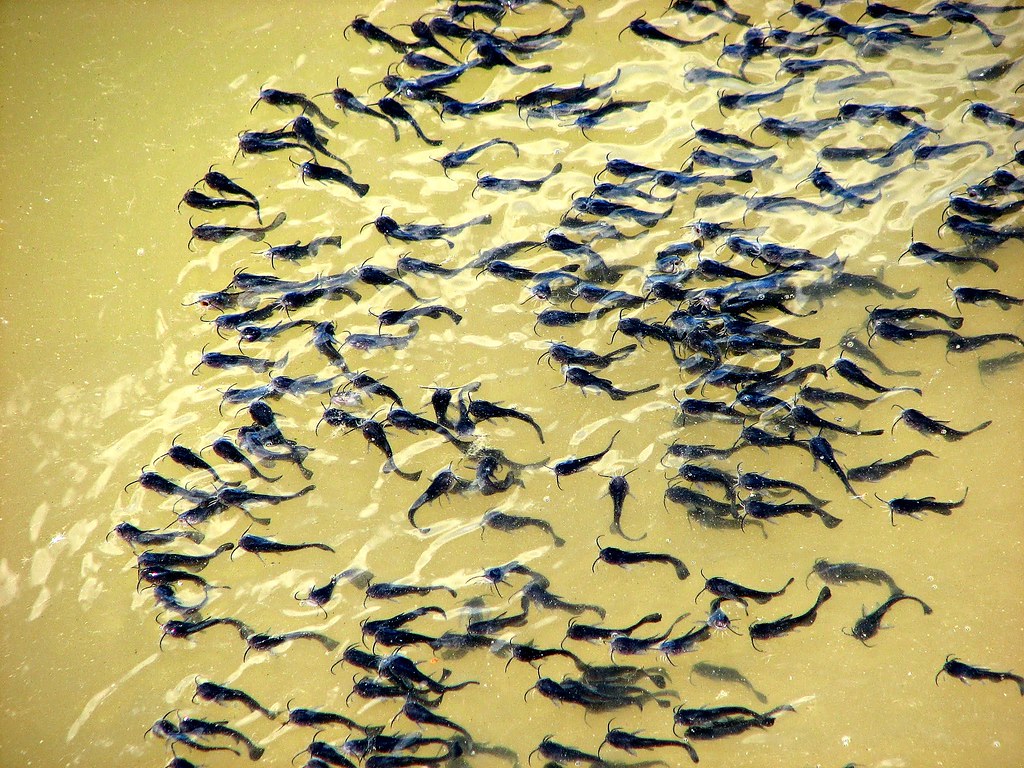 Baby Catfish School, These baby Catfish were moving up and …