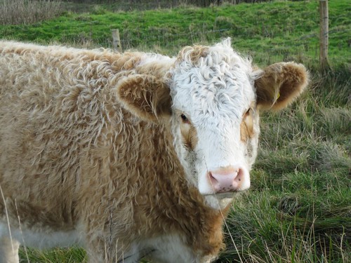 South Downs Cow 