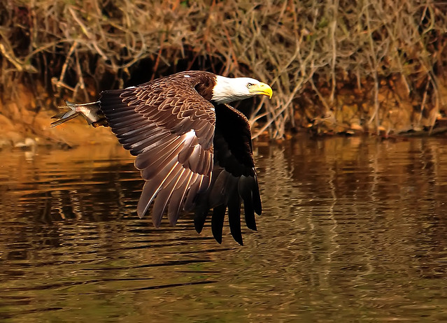 Bald Eagle Flying Low With Dinner