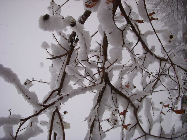 Snow On Branches