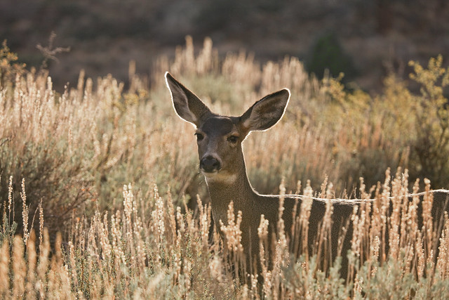 Mule Deer in the Sagebrush