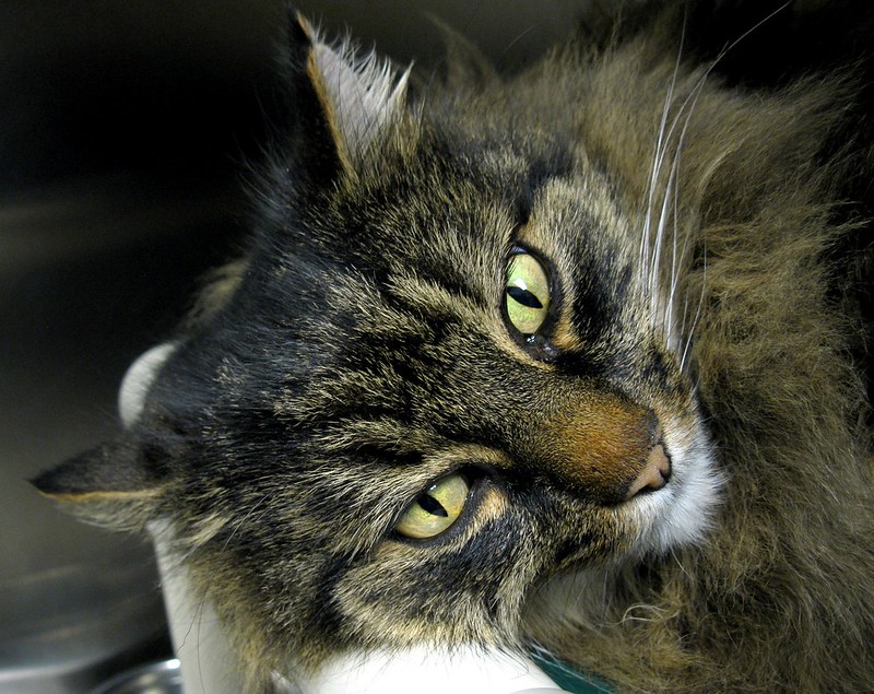 Maine Coon Mix Cat