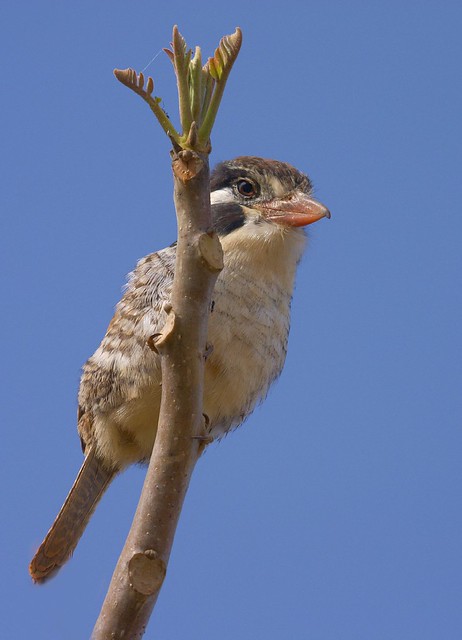 João-bobo (White-eared Puffbird)
