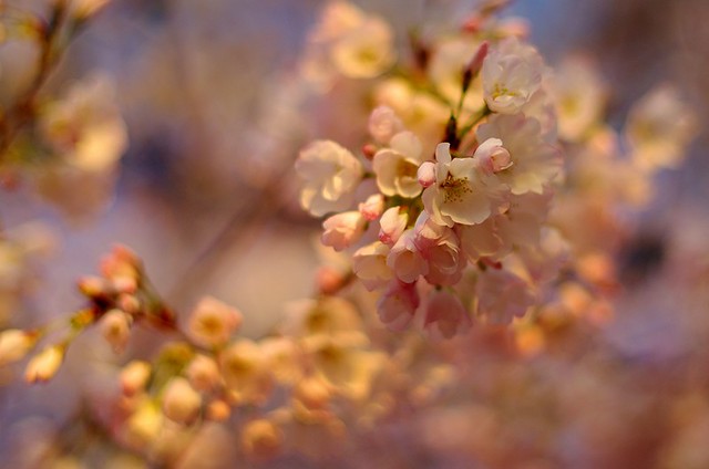 blossoms in the morning