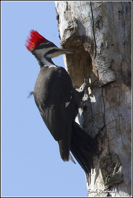Woodpecker (Pileated) - 0064