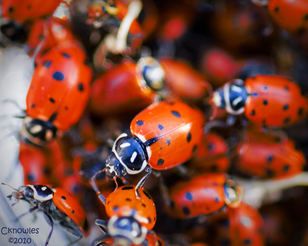 Ladybug Piles LadyBug pile | These are part of my red assignment. Photosho… | Flickr