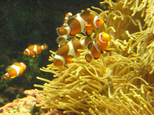2010/05/02 (日) - 13:31 - カクレクマノミ
Ocellaris clownfish