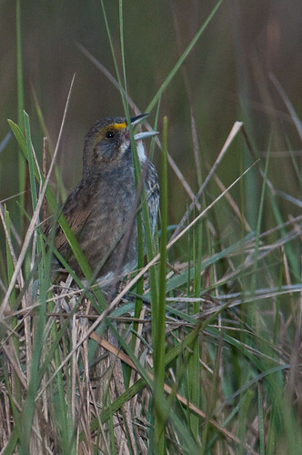 birds animals unitedstates maryland sparrows animalia buntings vertebrates emberizidae seasidesparrow ammodramusmaritimus marionstation seedeatersandallies