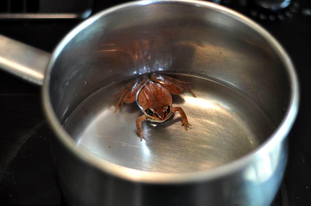 Image result for frog in boiling water