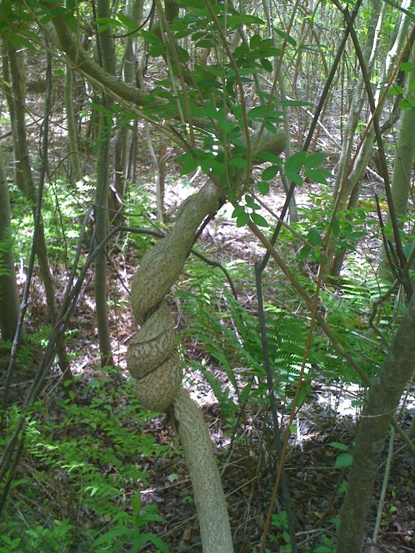 Fitness Trail