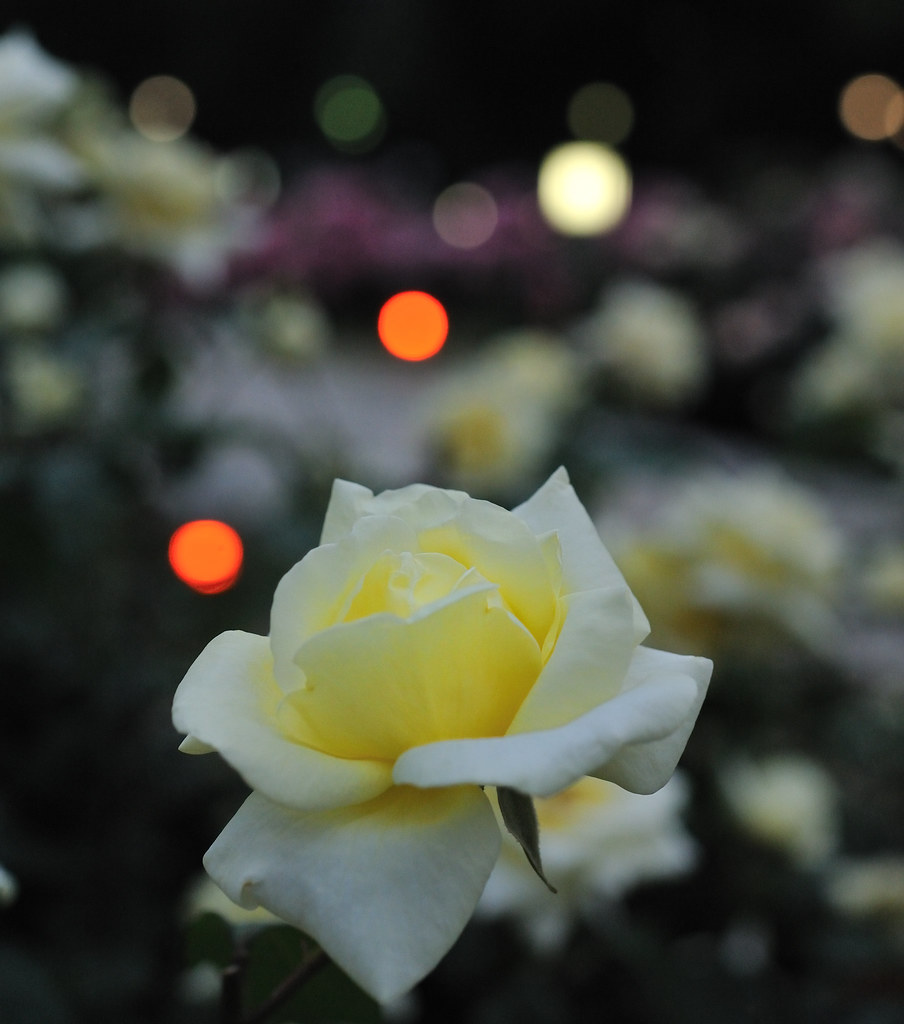 靱公園 A Rose by arapy