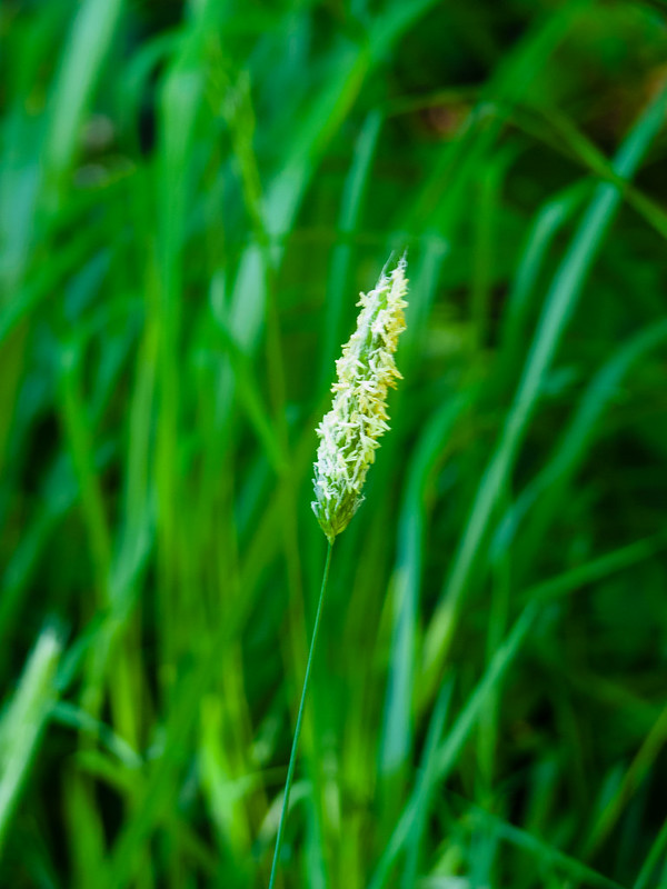 Grass flower