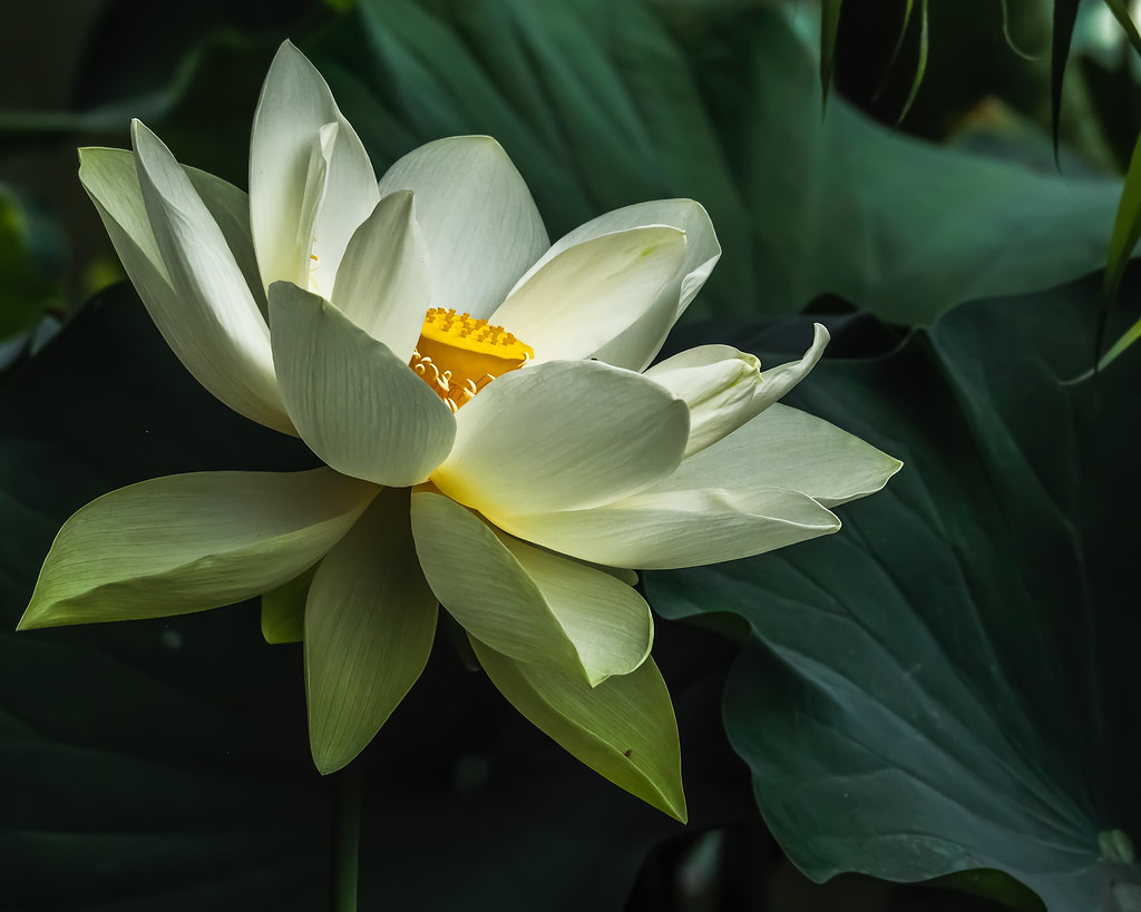 white lotus - photo #42