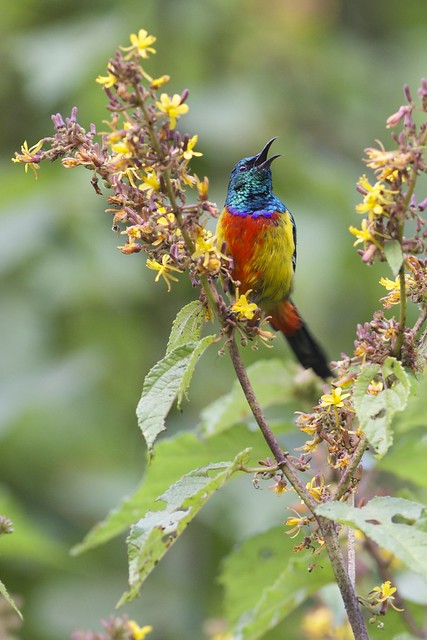 Regal Sunbird (Cinnyris regius), Echuya Forest Reserve, Uganda