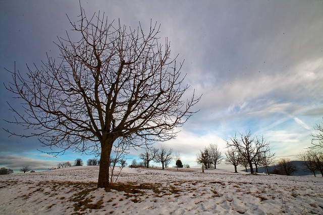 Winter trees in Magden 3