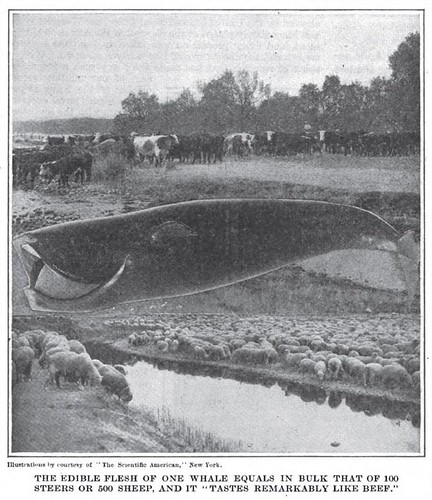 THE EDIBLE FLESH OF ONE WHALE EQUALS IN BULK STEERS OR 500 SHEEP, AND IT 'TASTES REMARKABLY LIKE BEEF.'