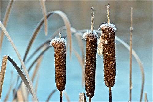 cold frost cattails