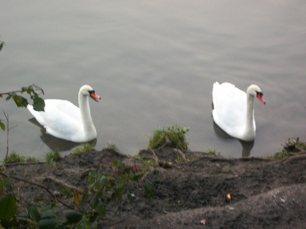 TWO SWANS IN A LAKE 2 | Two hostile swans who were hissing a… | Flickr