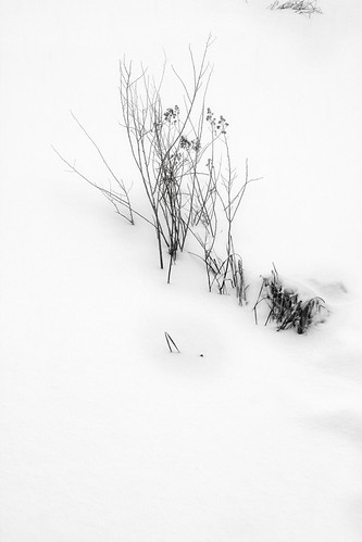 Delicate and Frozen by Patrick Campagnone