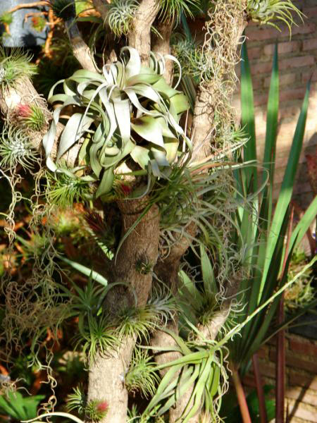 tillandsias | --- Blog de plantas epifitas: tillandsias, bro… | Flickr