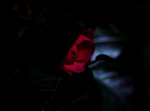 Camellia in the dark by slowhand7530