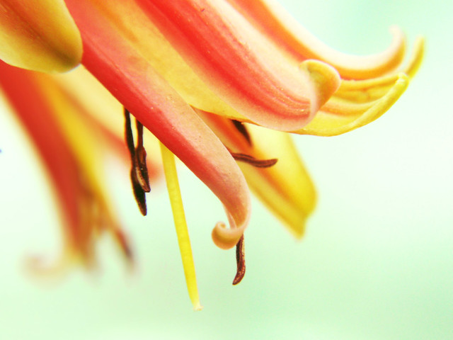 Aloe flower