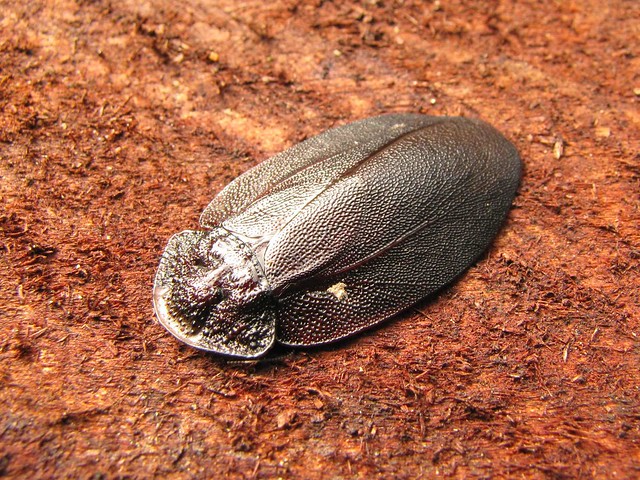 Unidentified Roach XI