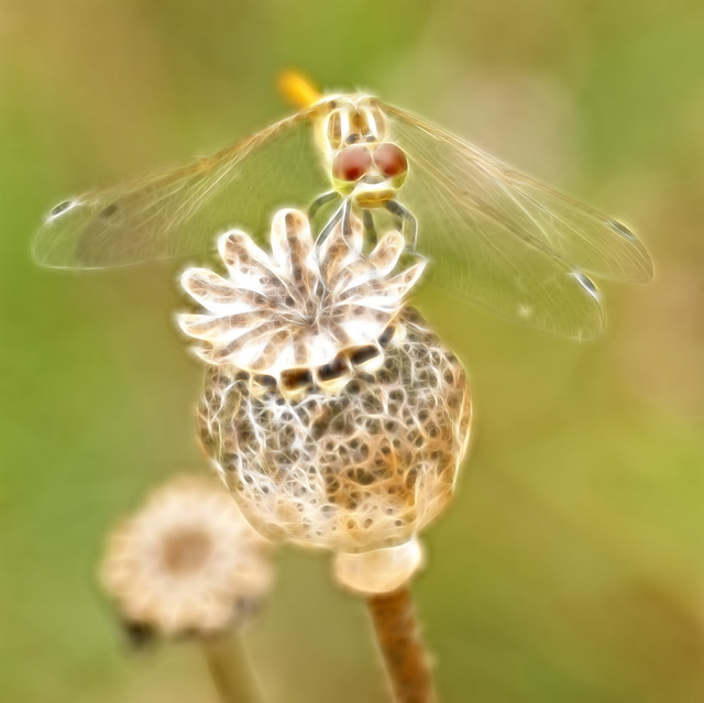 Fractalius Libel/Dragonfly