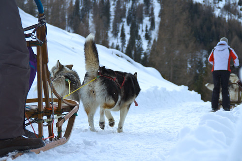 Schneeschuhwandern & Schlittenhunde-Safari 02/2010 | Flickr