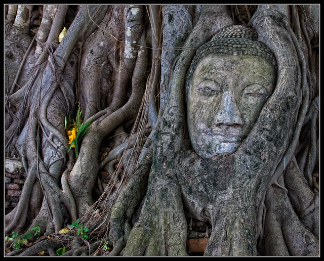 Buddha Head in Tree
