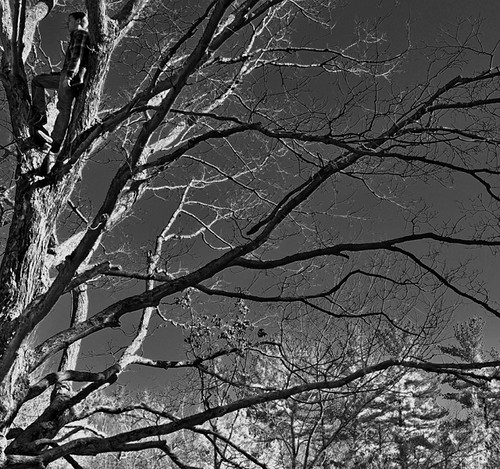 Treed by squatchman, My nephew Mike, while on a hike through Peninsula State Park, Door County.
<a href="http://bighugela