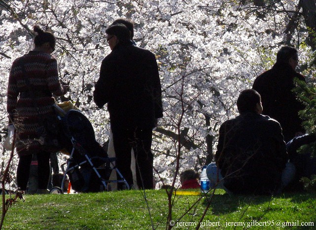 High Park cherry blossoms 2010 4