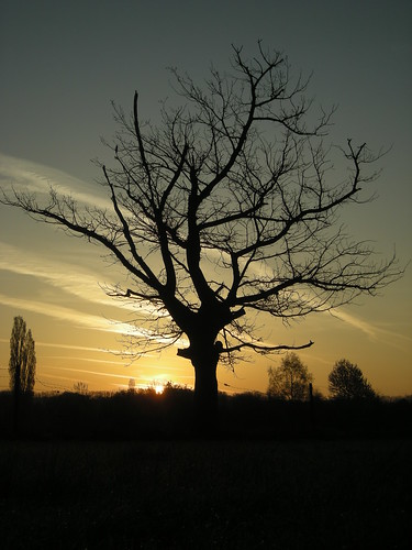 tree sunrise germany nikon meadow wiese dew nrw tau sonnenaufgang baum sunup morningdew mülheim mülheimselbeck coolpixl12 mogentau abudullasaheem