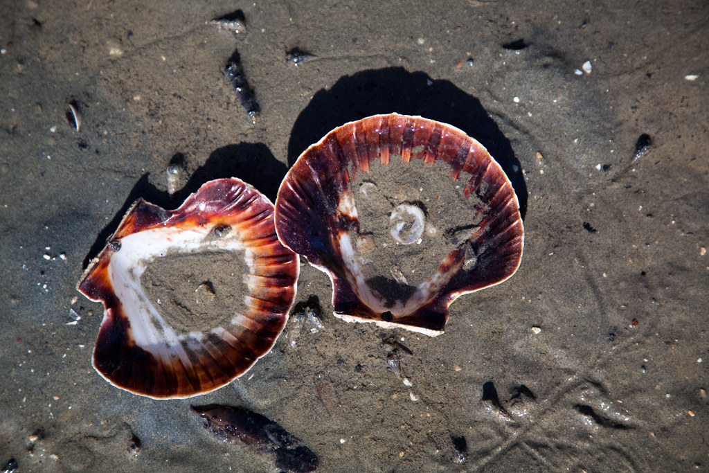 Scallop Shells