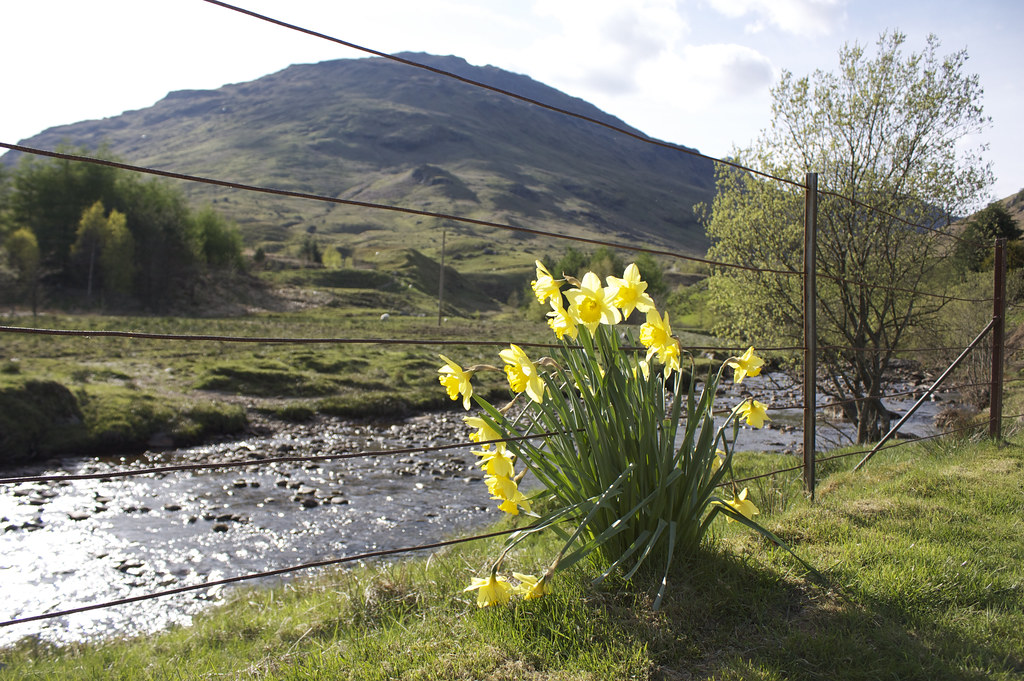 Daffodils by the River Larig
