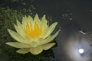 Sun and Waterlily