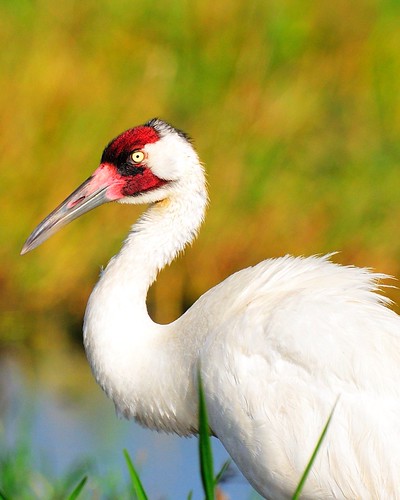 WHOOPING CRANE - RARE BIRD FOR SURE !! | by WS RANDALL