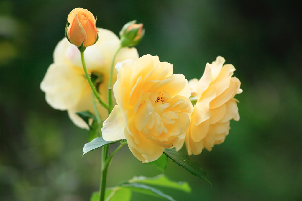 yellow roses | (^_-)-☆ definition 水元公園にて | cate♪ | Flickr