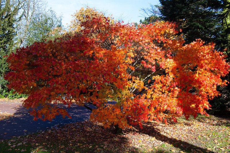 Japanese acer