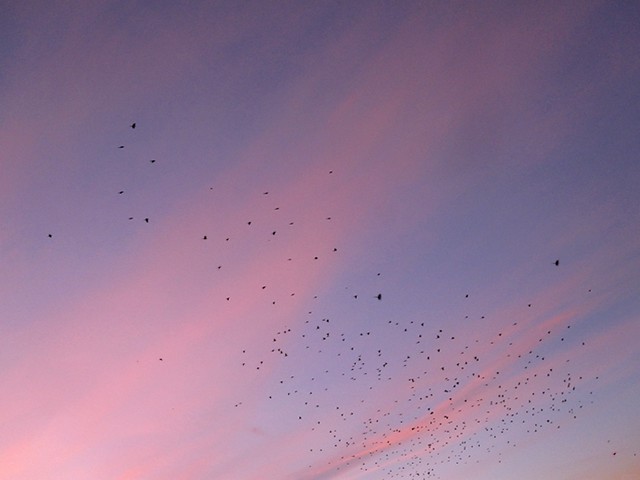 huge flock against an intense october dawn