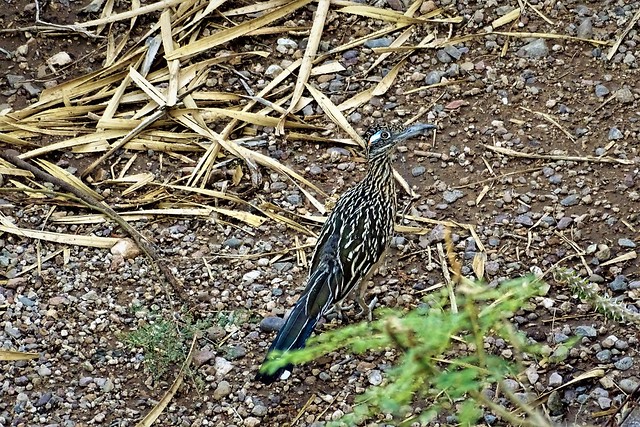 20170706 Roadrunner in the front yard