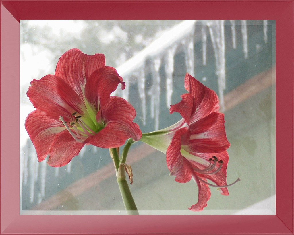 Amaryllis with Icicles by Heirs with Him