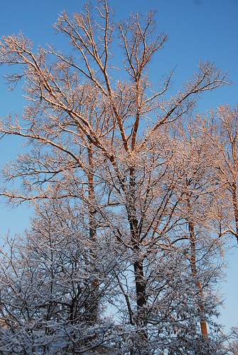 DSC_0152 by Hans J E, At sunrisetrees atlanta sky snow storm ga nikon scenery snowstorm lawrenceville 2010 atlantaga gwinn