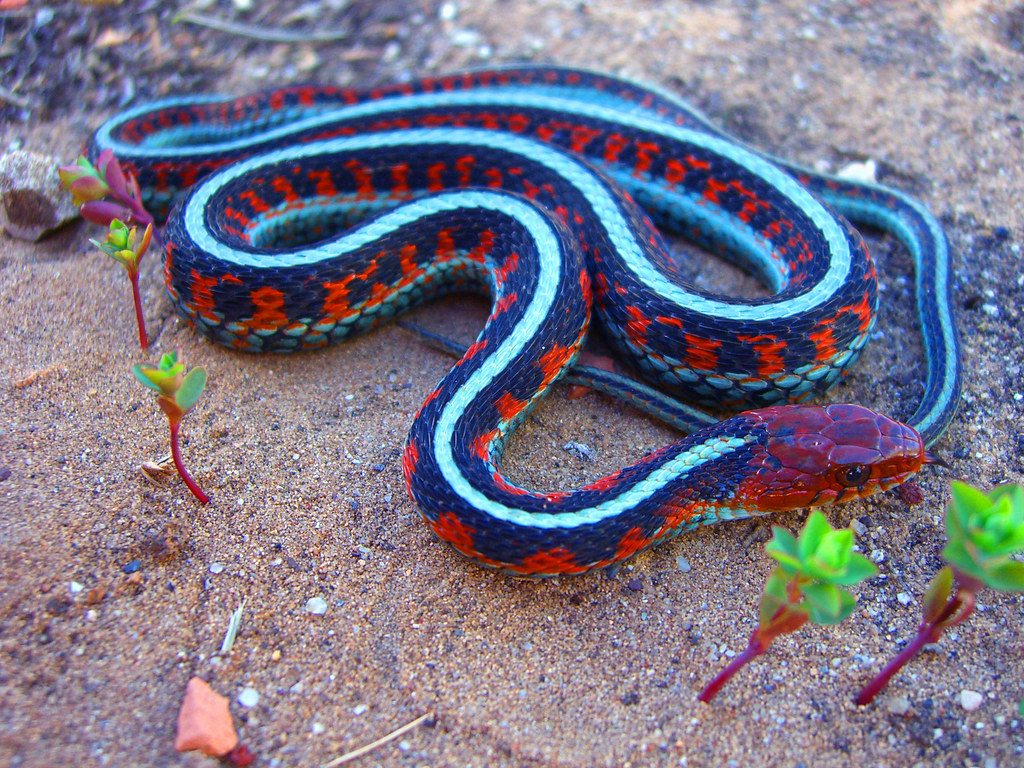 the cutest snake in the World - Cute Snakes You Have to See to Believe Garter Snake